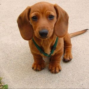 Meet your Posher, Alexander